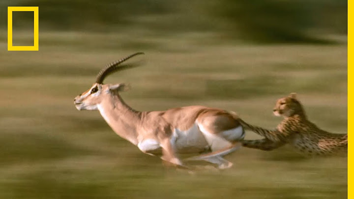 Les cornes mortelles de la gazelle de Grant