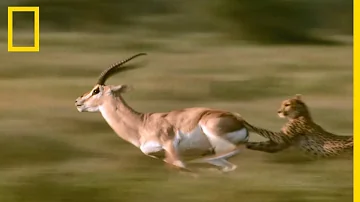 Comment court une gazelle ?