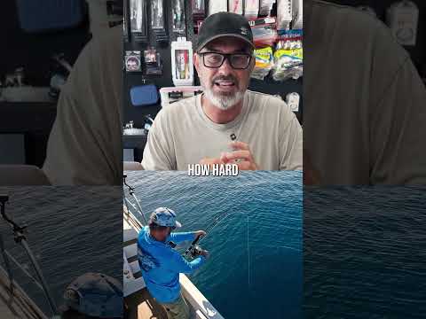Aus VS z Kingfish? Who's is better?