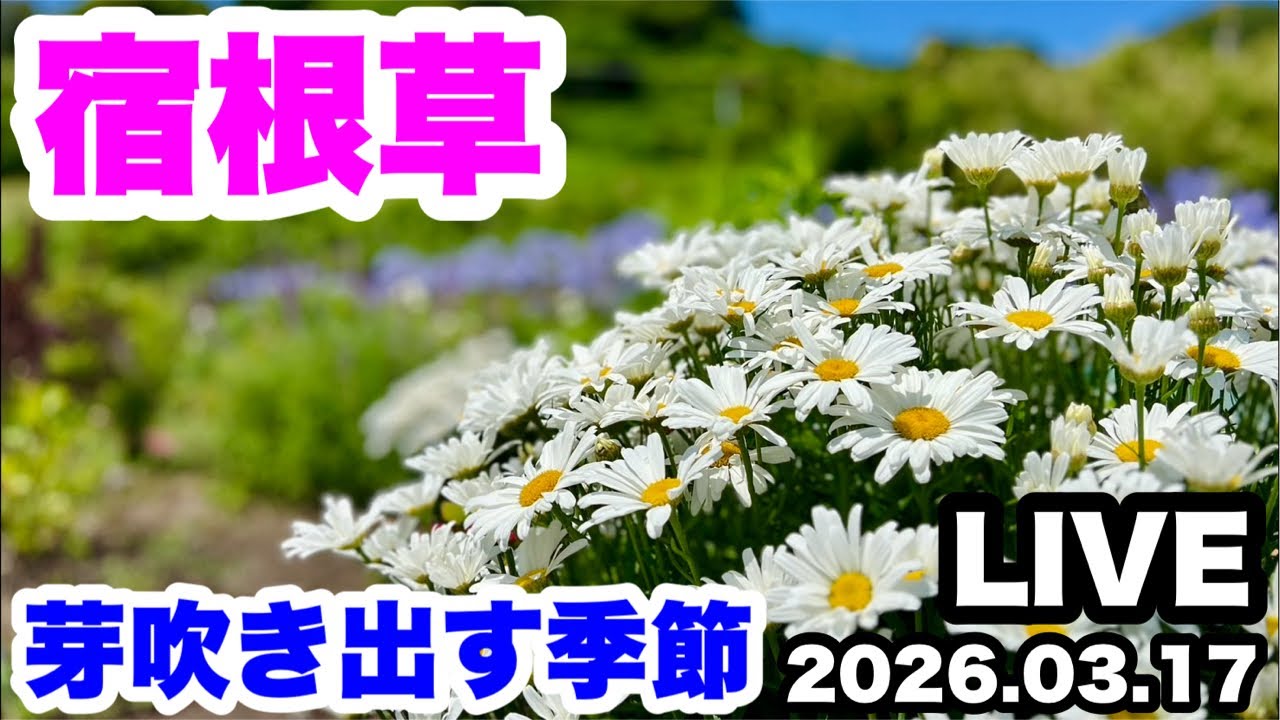 ◇Mid-March! [Perennial Plants Special Feature] - YouTube