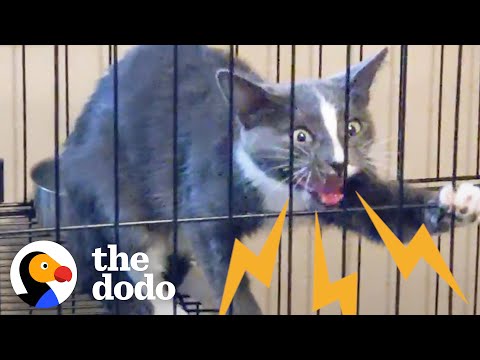 ვიდეო: გაგება Feral Cats და როგორ უნდა დავეხმაროთ მათ