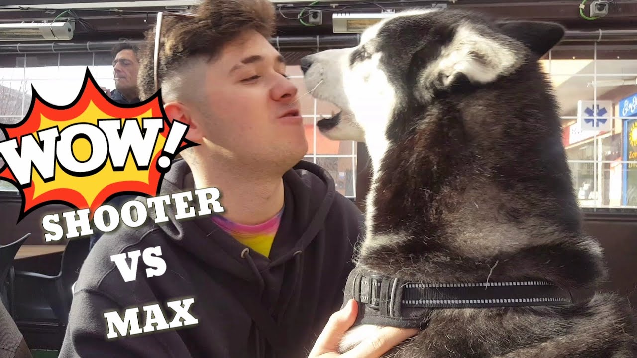 Famoso YOUTUBER HABLA con mi husky!!! Youtuber vs perro youtuber || Max the husky