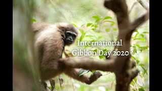 Wild gibbon caught on camera trap @BorneoNatureFoundation