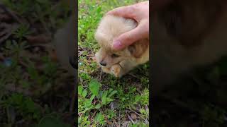 Saving A Chick From A Puppy's Mouth#Puppy #Chicken
