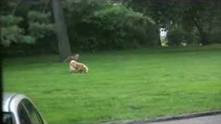 Fox and dog playing in yard (fox scream at end)