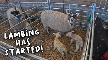 Lambing 2025 begins!