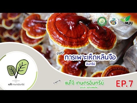 รายการ แม่โจ้เกษตรอินทรีย์ | ตอน การเพาะเห็ดหลินจือ แบบอินทรีย์