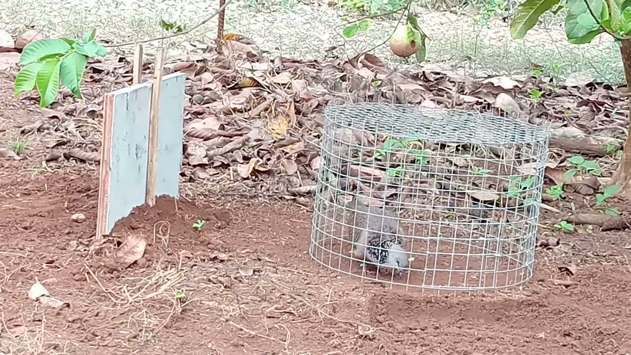 Tập đất chim nổi 