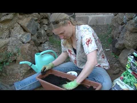 Video: Kan je kurkuma kweken: informatie over het kweken van kurkumaplanten
