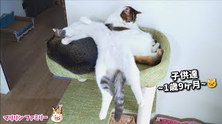 いや、通常運転です