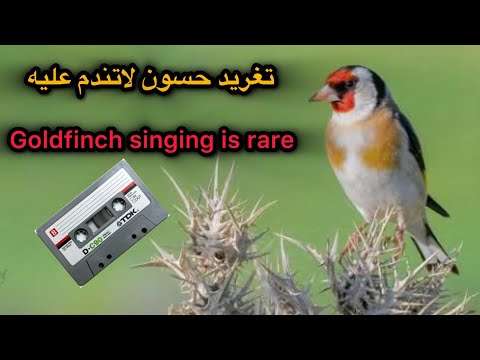 50 دقيقة تغريد الحسون الملكي الأصلي صوت صافي بدون أخطاء أفضل تسجيل لتعليم الفراخ بسرعة 