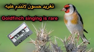 🎶50 دقيقة تغريد الحسون الملكي الأصلي | صوت صافي بدون أخطاء | أفضل تسجيل لتعليم الفراخ بسرعة screenshot 3