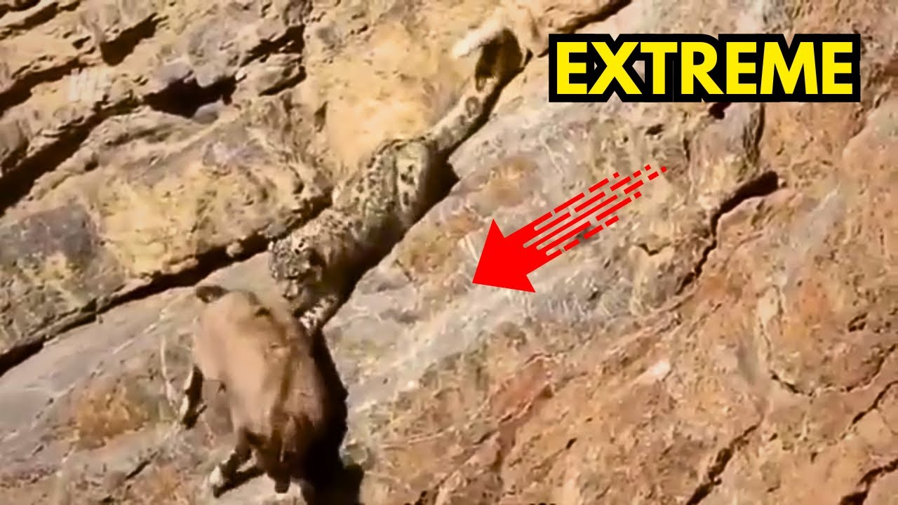 Снежный барс преследует горных козлов в экстремальных условиях