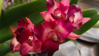 Plant koleksi premium murahh 0878-7501-3075