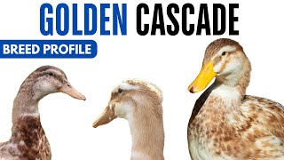 Golden Cascade Duck Breed Profile History Health Issues - Golden Cascade Duck Egg Ratio Lifespan
