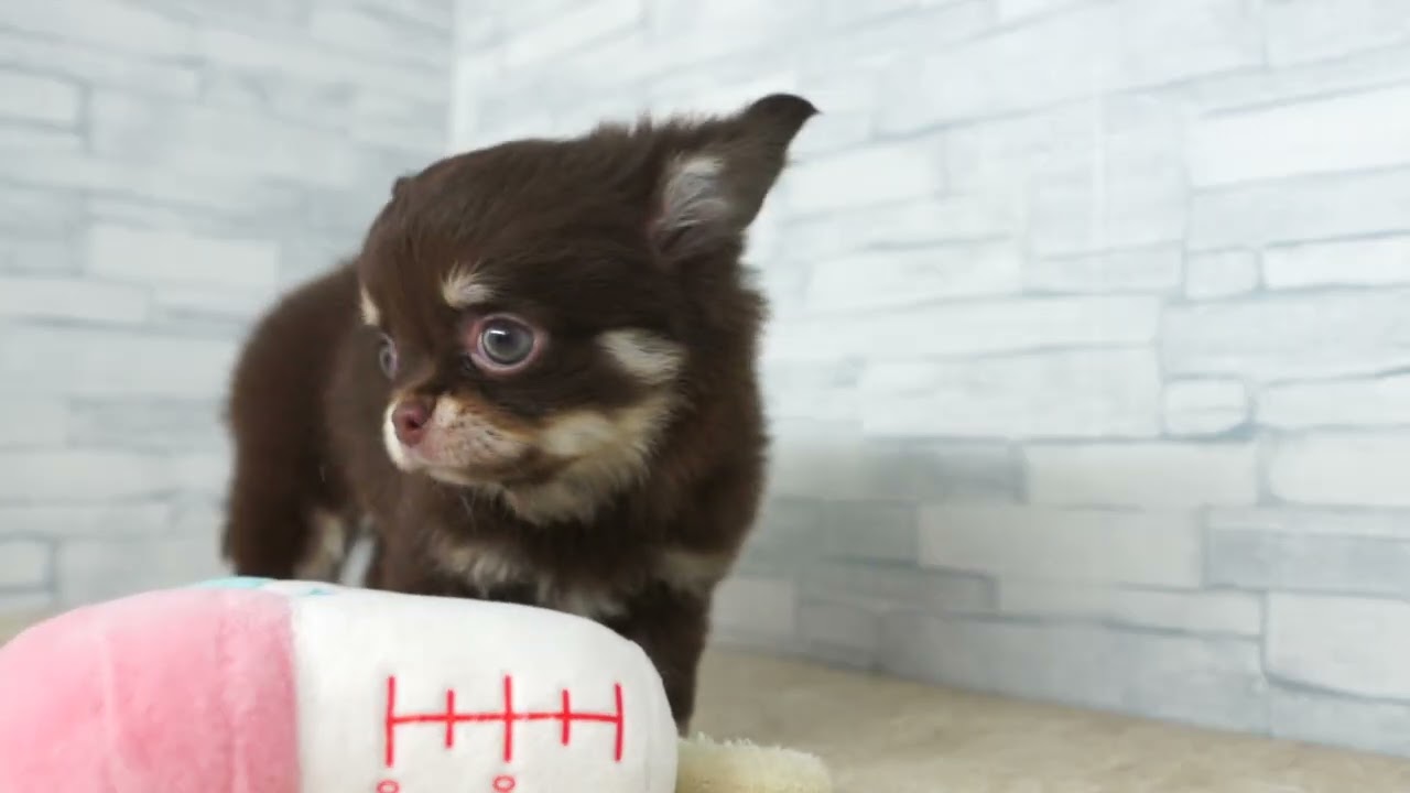 KIKUCHI PET】 仔犬仔猫 No.260865 チワワ 女の子 （L）チョコレート