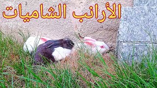 واخيرآ صورنا الأرانب من بعد فترةطويل#