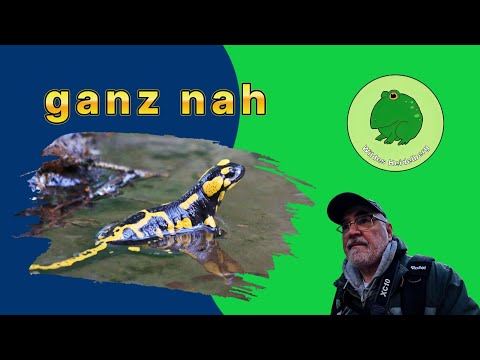 Ganz nah, der Feuersalamander in seiner natürlichen Umgebung.