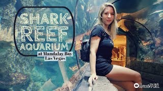 We visit the Shark Reef Aquarium at Mandalay Bay Las Vegas