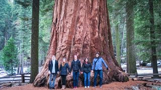 LARGEST TREE ON THE PLANET