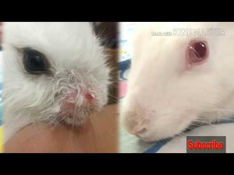 How To Check Your Rabbit Healthy Or Not #keise Rabbit Ki Mothly Health Ko Check Kar Sakte Hoon.