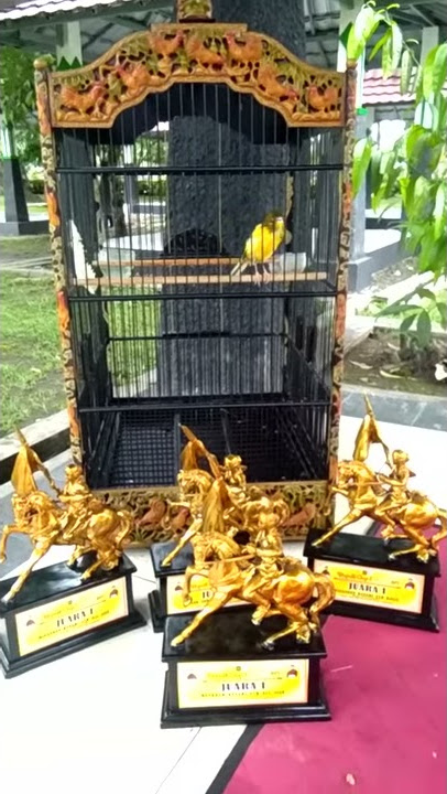 KENARI PUTRA ANDALAS JUARA NASIONAL BERKALI KALI