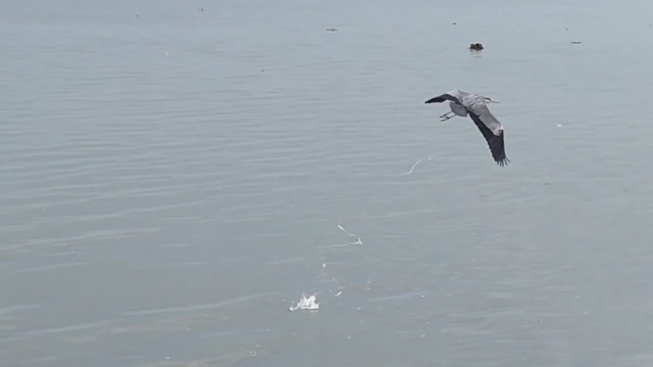 Seabird Poop that changed the world:Seabird guano,  Nature's Fertilizer