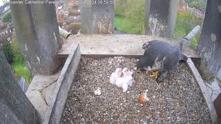 Worcester Cathedral Peregrines 23.04.2024 06:53