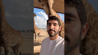 Sheikh Hamdan / فزاع FAZZA / #Giraffe #Dubai afternoon snacks 👋🏼