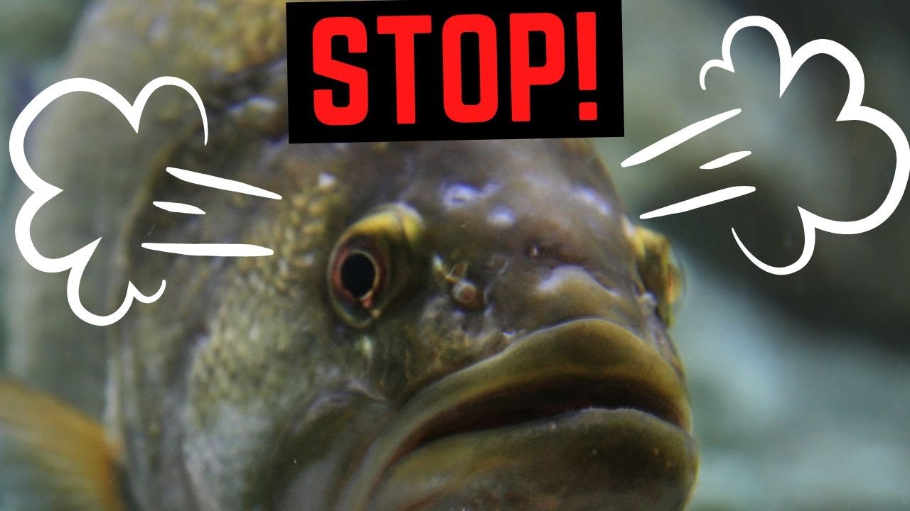 9 Things Largemouth Bass HATE (#4 Might Surprise You)