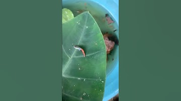 #tin3phut Thanh niên giải cứu chú cá lòng tong bị mắc kẹt trên lá￼