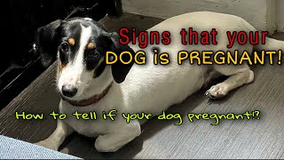 45 days pregnant dachshund dog (signs that your dog is possibly pregnant) Secrets Revealed How Vets Diagnose Dog Pregnancies In 24 To 45 Days Profgnp