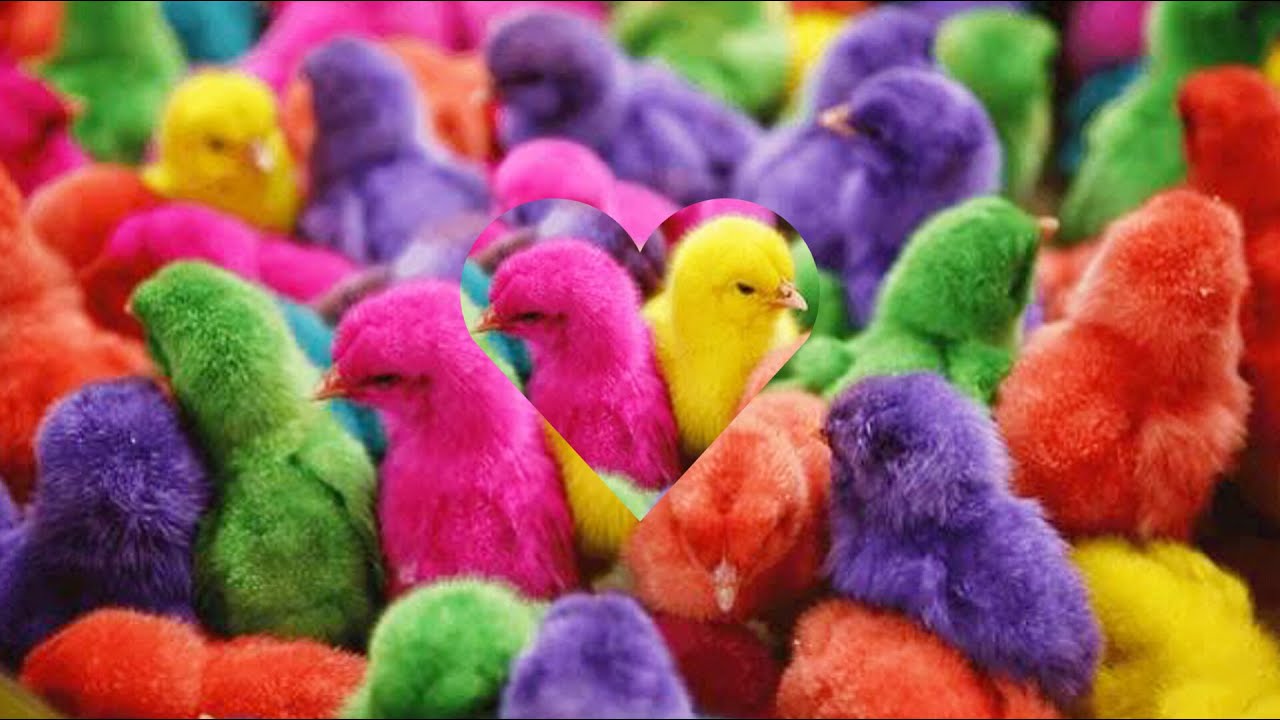 Colour full hen chicks beautiful and cute baby chicken chicks 🐥🐣🐥🐣🐥 ...