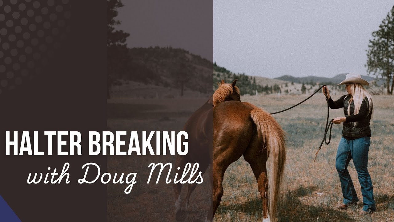 Halter Breaking & Resistance-Free Catching with Doug Mills | Training Thru Trust Method