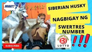SIBERIAN HUSKY NAGBIGAY NG #SWERTRES NUMBER| Wakyrie Abs by Wakyrie Abs 119 views 2 years ago 1 minute, 44 seconds