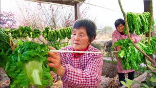 สูตรลับคุณยายสำหรับผักดองจีนโบราณ | ชีวิตชนบทดั้งเดิม