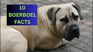 10 things that surprised me about BOERBOELS by Boerboel Yzer 597 views 7 months ago 7 minutes, 5 seconds