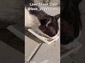 Helping cats survive city streets with food 🐾🥣