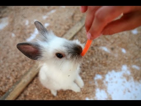 Животные. Контактный зоопарк Видео для детей. ВЛОГ