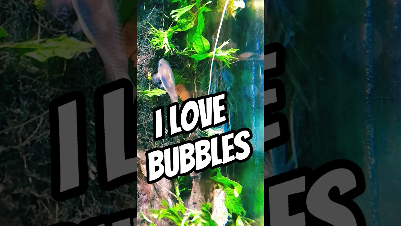 This FISH Loves BUBBLES #exoticaquariumfish #aquarium #fish #fishtank #catfish