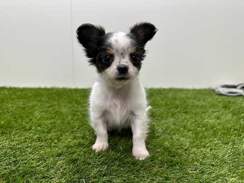 Video Chihuahua
