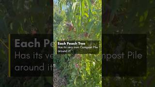 Our Secret to Huge Peaches! #gardening #secrets #trending #viralvideo #peach #foodie #fruittrees