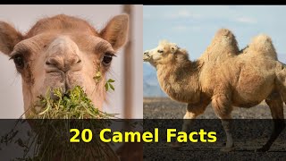 20 True facts about Camels | Camel Facts | Educational Animal Fact videos with audio