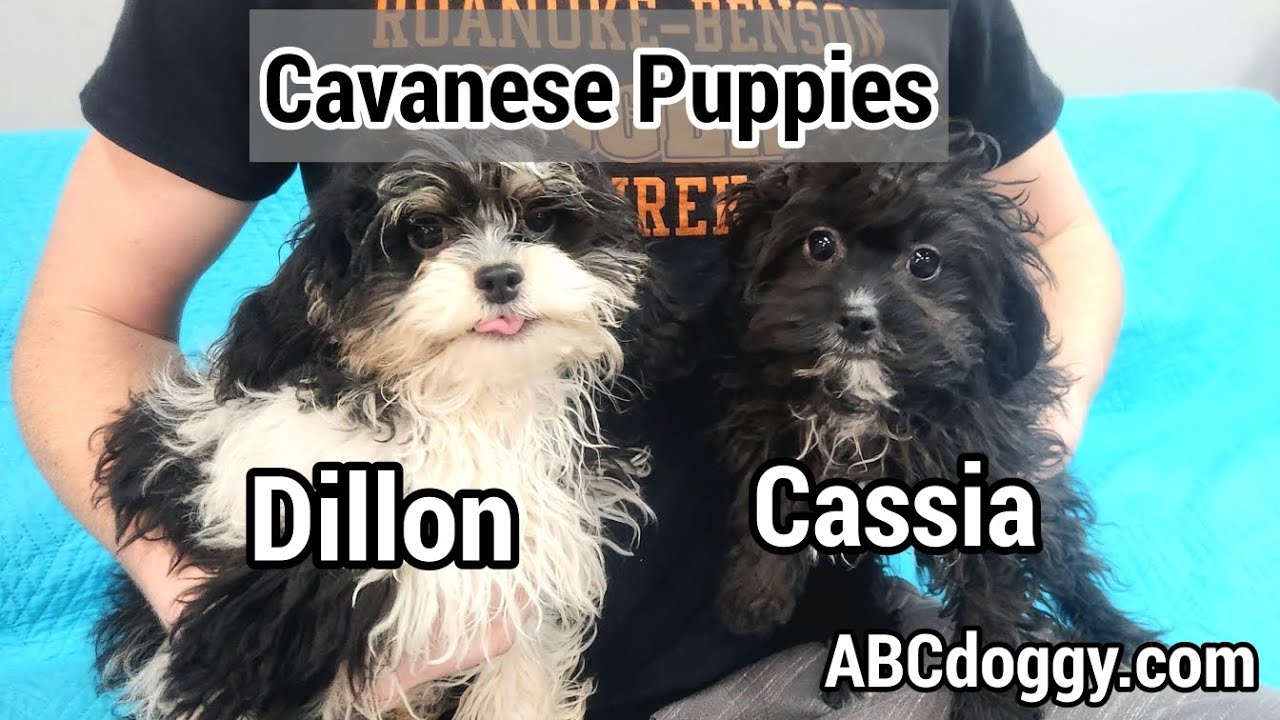 Щенки каванезе * 4 месяца * Диллон и Кассия * ABCdoggy.com 2025