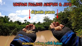 Umpan Paling Ampuh & Jitu Mancing Udang Galah Babon Di Air Deras & Berlumpur