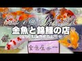 【金魚＆錦鯉専門店】国内/海外問わず極上金魚が泳ぐ新しいお店 金魚屋KIICHI（喜一)さんに行ってきた😊Goldfish & Nishikigoi speciality shop @peperia