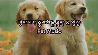 강아지가 좋아하는 음악  외출용 강아지 영상, 심리안정 음악 Pet Music & video