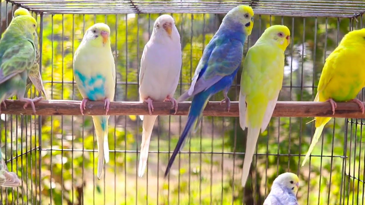 9 Hr Help Quiet Parakeets Sing by Playing This, Budgies Chirping. Help Depressed lonely sad Birds
