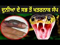 ਦੁਨੀਆ ਦੇ ਸਭ ਤੋਂ ਖਤਰਨਾਕ ਸੱਪ | Dangerous Snakes In India | Punjabi Facts
