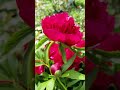 Розкішна краса червоної півонії Amazing Beauty Of A Red Peony Розкішна краса червоної півонії Amazing Beauty Of A Red Peony